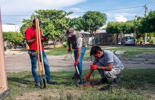 Tres hombres cavando en la tierra mientras plantan árboles en un área verde.