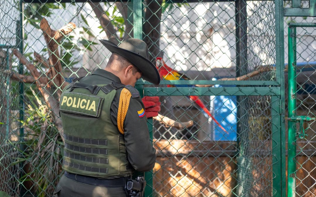Allanamiento realizado por entidades ambientales permite la recuperación de especies de fauna silvestre en cautiverio.